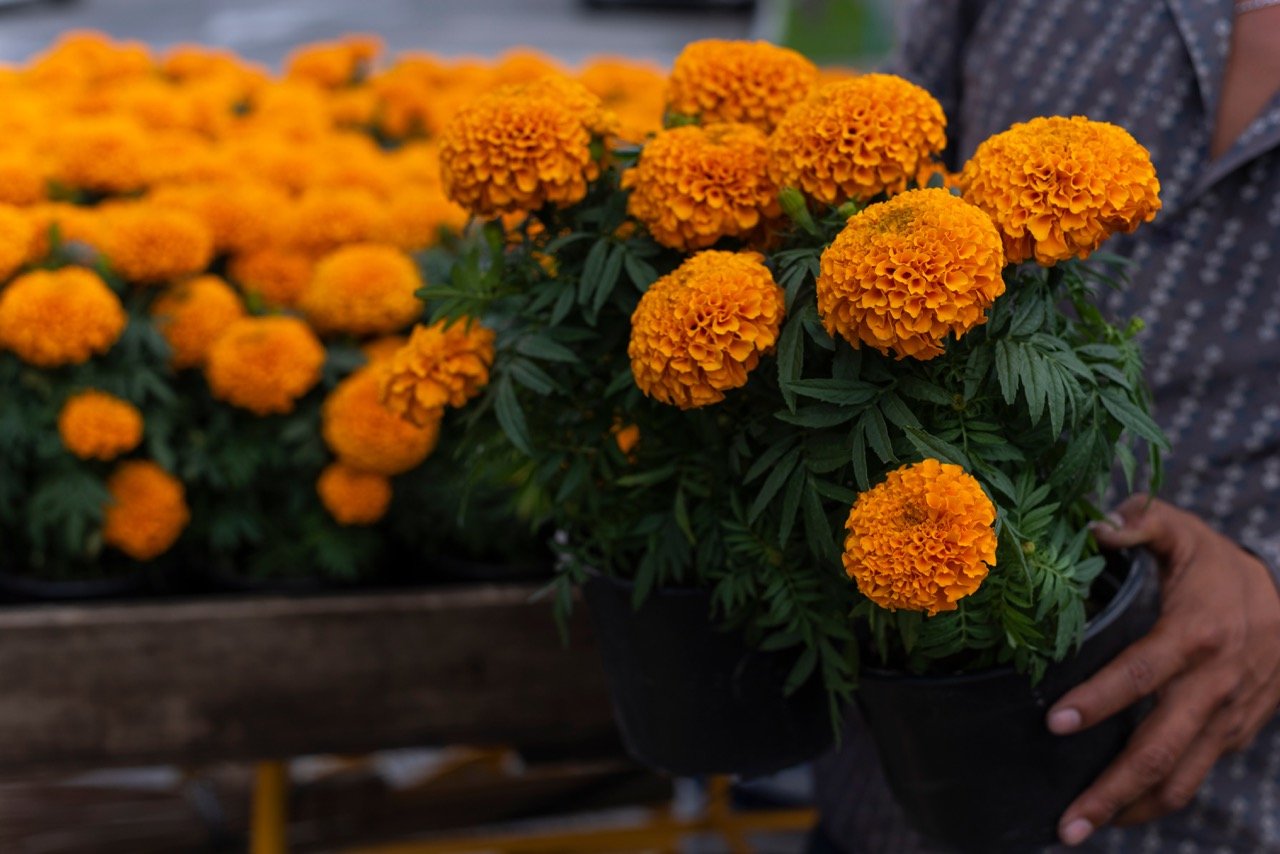 Qué significan las flores que usas en la ofrenda de Día de Muertos?