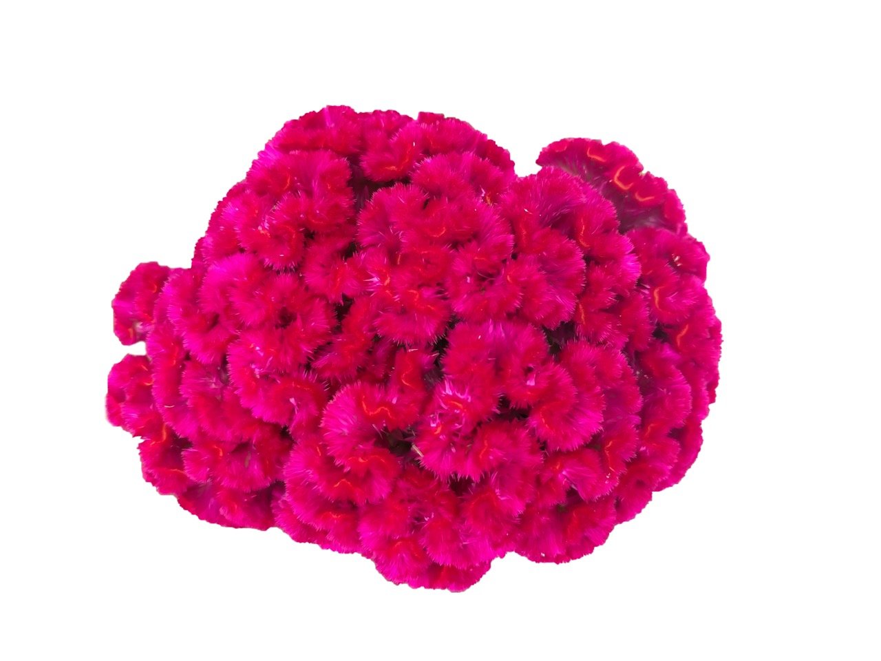 ¿Qué significan las flores que usas en la ofrenda de Día de Muertos?